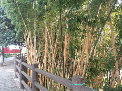 竹林公园有没有废品站啊，竹林园在哪里