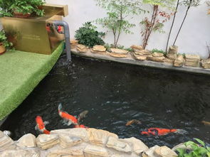 废旧鱼塘，荒废鱼塘再利用